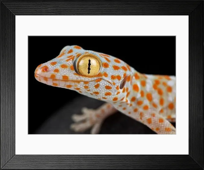 Framed Print : Tokeh (Gekko gecko)