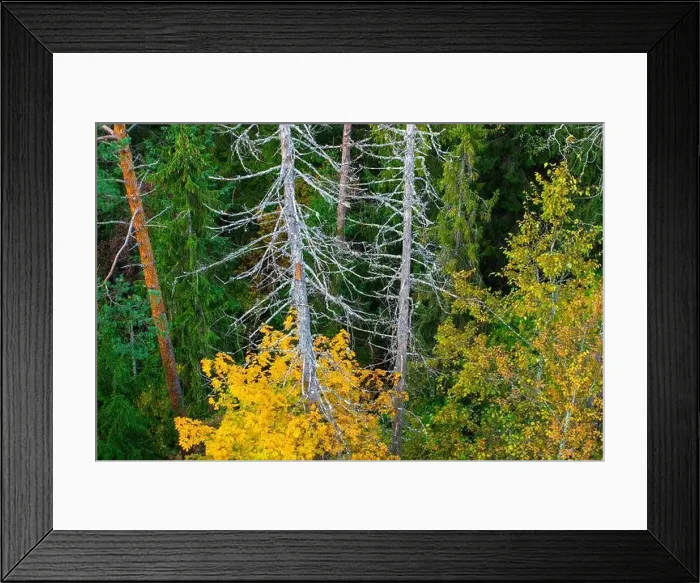 Framed Print : Autumn forest. Dead tree. View from above Framed Print : Autumn forest. Dead tree. View from above