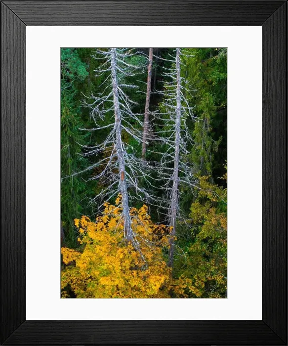 Framed Print : Autumn forest. Dead tree. View from above Framed Print : Autumn forest. Dead tree. View from above