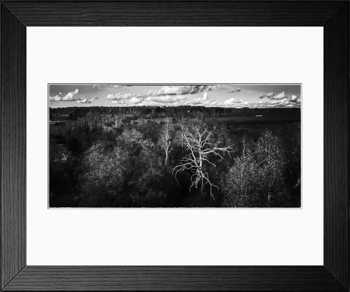 Framed Print : Black and white. Panorama view of forest and field. Latvian nature. Framed Framed Print : Black and white. Panorama view of forest and field. Latvian nature. Framed