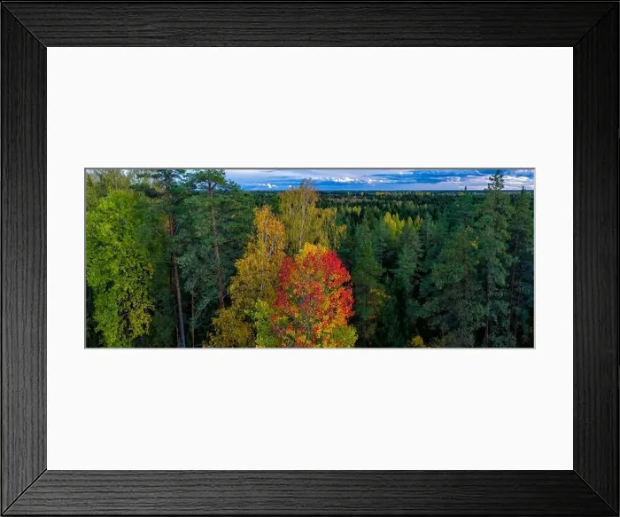 Framed Print : Beautiful autumn landscape. Panorama view of forest from above. Latvian nature Framed Print : Beautiful autumn landscape. Panorama view of forest from above. Latvian nature