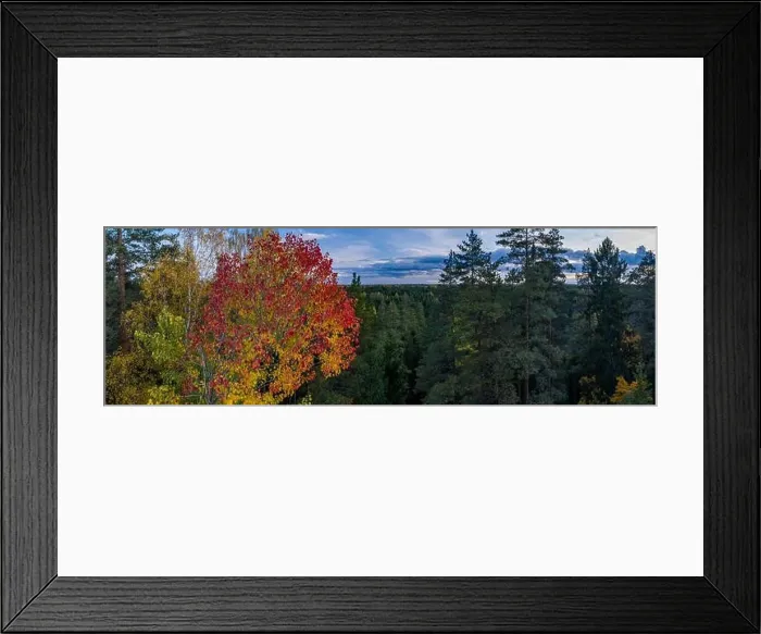 Framed Print : Beautiful autumn landscape. Panorama view of forest from above. Latvian nature Framed Print : Beautiful autumn landscape. Panorama view of forest from above. Latvian nature