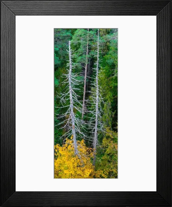Framed Print : Autumn forest. Dead tree. View from above Framed Print : Autumn forest. Dead tree. View from above