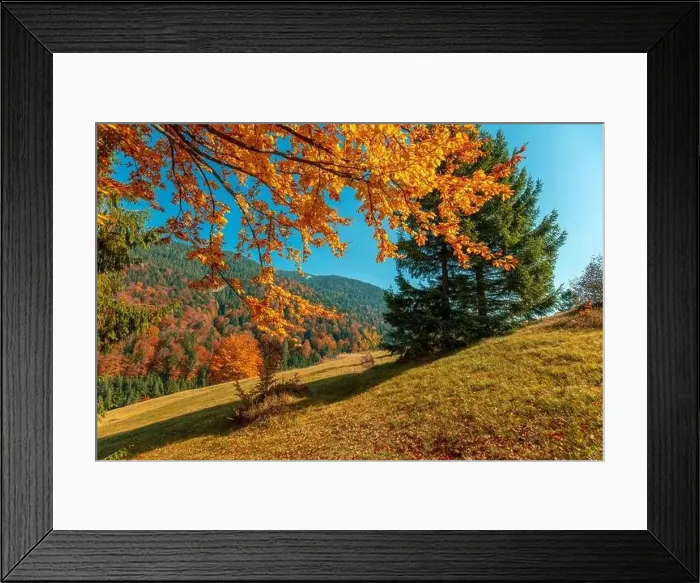 Framed Print : Autumn in the mountains. View of the mountains in autumn. Beautiful nature landscape. Carpathian mountains Framed Print : Autumn in the mountains. View of the mountains in autumn. Beautiful nature landscape. Carpathian mountains