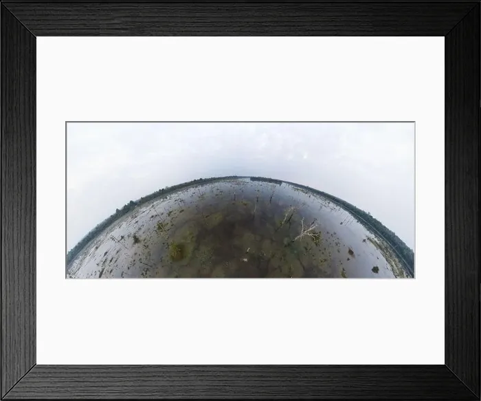 Framed Print : Lake with old trees sticking out of the water Framed Print : Lake with old trees sticking out of the water