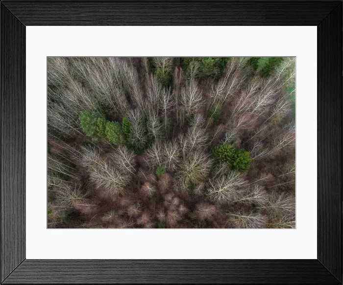 Framed Print : late autumn in the forest. Shot on a drone Framed Print : late autumn in the forest. Shot on a drone