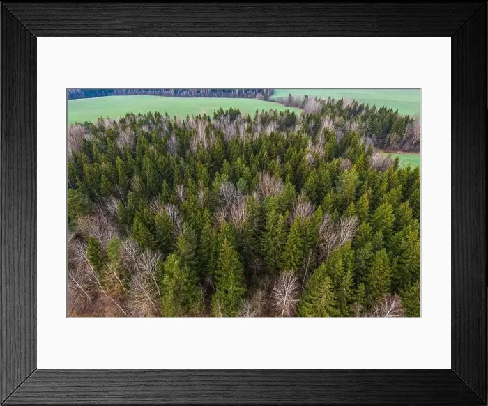 Framed Print : late autumn in the forest. Shot on a drone