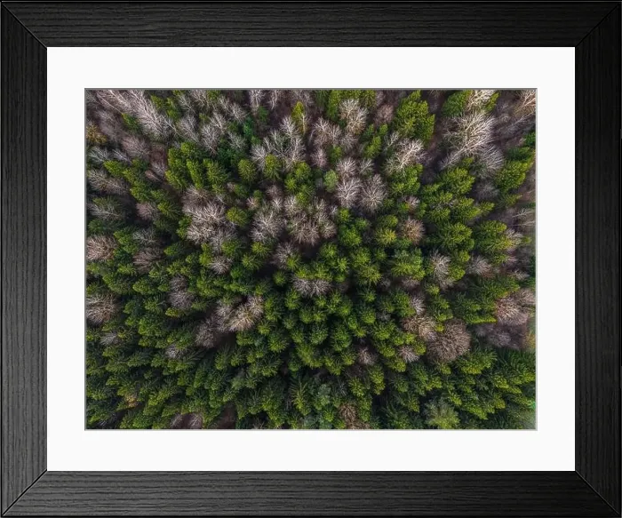 Framed Print : late autumn in the forest. Shot on a drone Framed Print : late autumn in the forest. Shot on a drone
