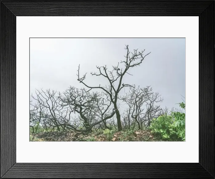 Framed Print : Dry trees in a cloud day Framed Print : Dry trees in a cloud day