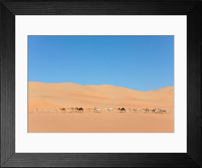 Framed Print : Aerial view from a drone of a lined up group of dromedary camels walking in the Empty Quarters desert Framed Print : Aerial view from a drone of a lined up group of dromedary camels walking in the Empty Quarters desert