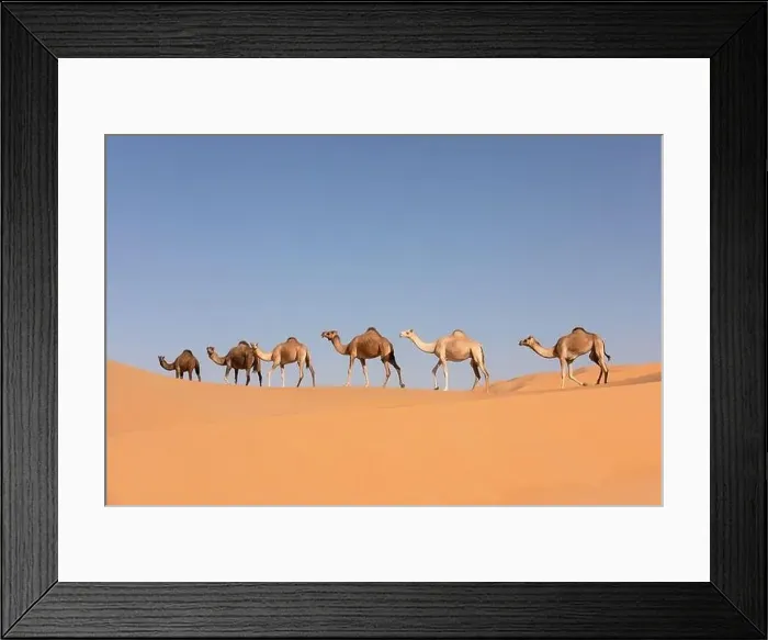 Framed Print : A group of dromedary camels crossing a dune in the Empty Quarters desert. Abu Dhabi, United Arab Emirates Framed Print : A group of dromedary camels crossing a dune in the Empty Quarters desert. Abu Dhabi, United Arab Emirates