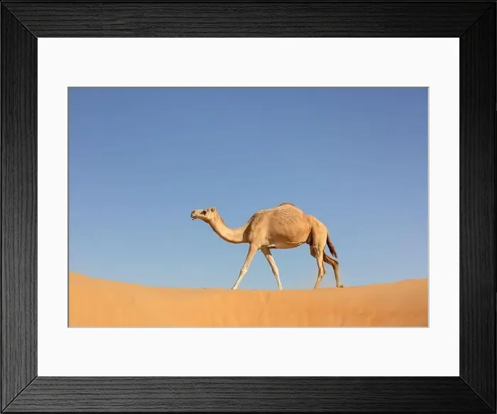 Framed Print : A sand colored dromedary camel walking on a dune in the Empty Quarters desert. Abu Dhabi, United Arab Emirates Framed Print : A sand colored dromedary camel walking on a dune in the Empty Quarters desert. Abu Dhabi, United Arab Emirates
