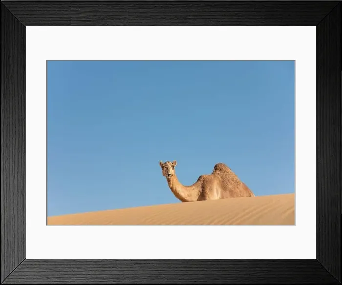 Framed Print : Sand colored dromedary camel smiling from behind a sand dune in the Empty Quarters desert Framed Print : Sand colored dromedary camel smiling from behind a sand dune in the Empty Quarters desert