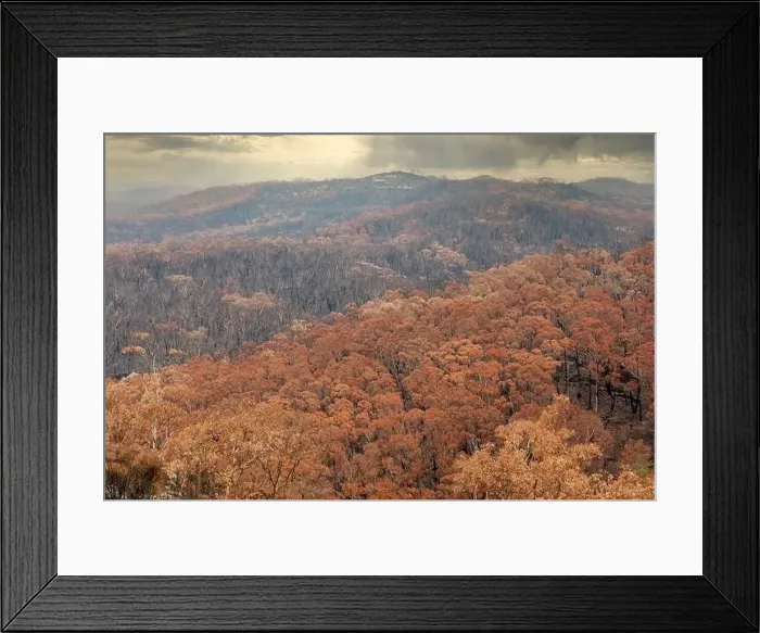 Framed Print : Severely burnt Eucalyptus trees after a bushfire in The Blue Mountains Framed Print : Severely burnt Eucalyptus trees after a bushfire in The Blue Mountains