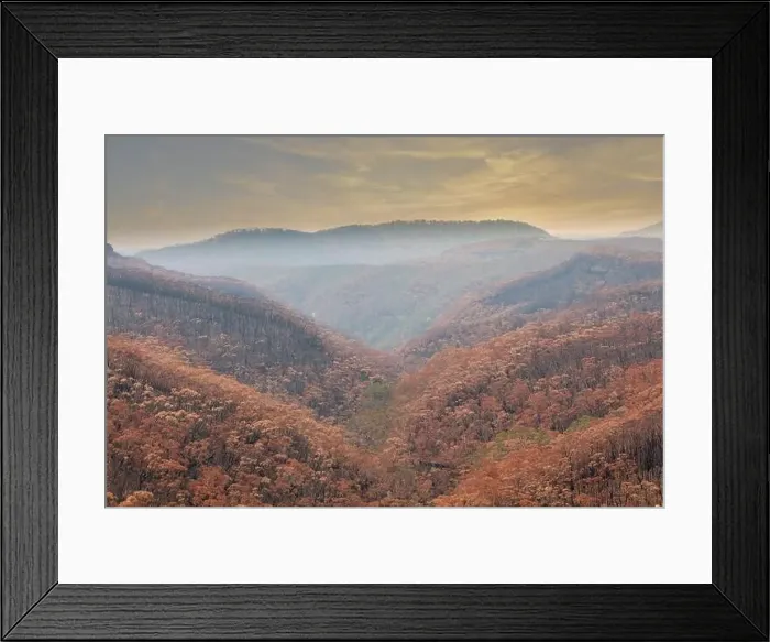 Framed Print : Severely burnt Eucalyptus trees after a bushfire in The Blue Mountains Framed Print : Severely burnt Eucalyptus trees after a bushfire in The Blue Mountains
