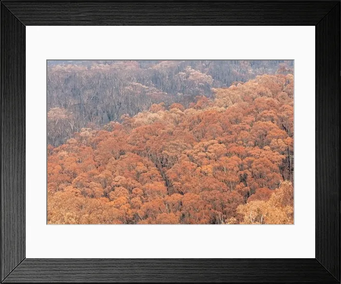 Framed Print : Severely burnt Eucalyptus trees after a bushfire in The Blue Mountains Framed Print : Severely burnt Eucalyptus trees after a bushfire in The Blue Mountains
