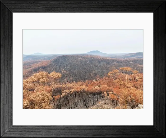 Framed Print : Severely burnt Eucalyptus trees after a bushfire in The Blue Mountains Framed Print : Severely burnt Eucalyptus trees after a bushfire in The Blue Mountains