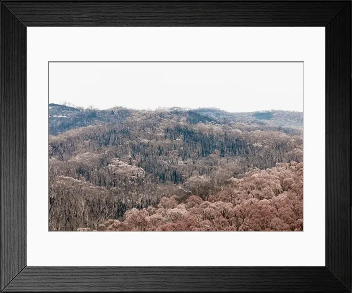 Framed Print : Severely burnt Eucalyptus trees after a bushfire in The Blue Mountains Framed Print : Severely burnt Eucalyptus trees after a bushfire in The Blue Mountains
