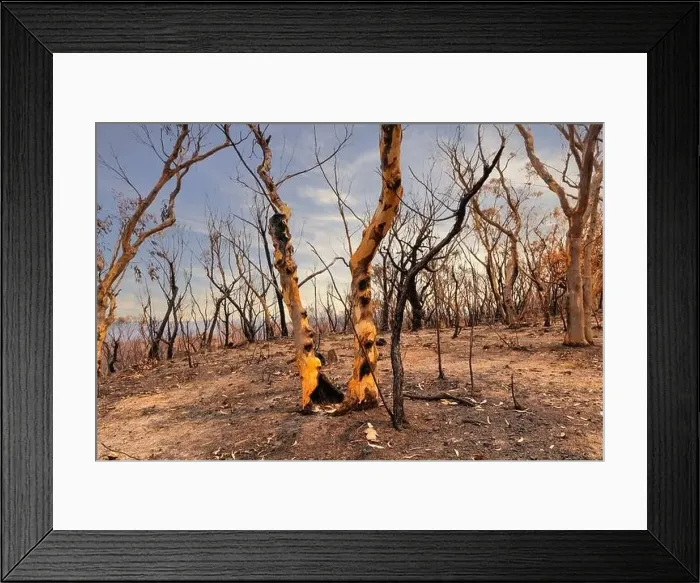 Framed Print : Severely burnt Eucalyptus trees with no leaves after a bushfire in The Blue Mountains Framed Print : Severely burnt Eucalyptus trees with no leaves after a bushfire in The Blue Mountains