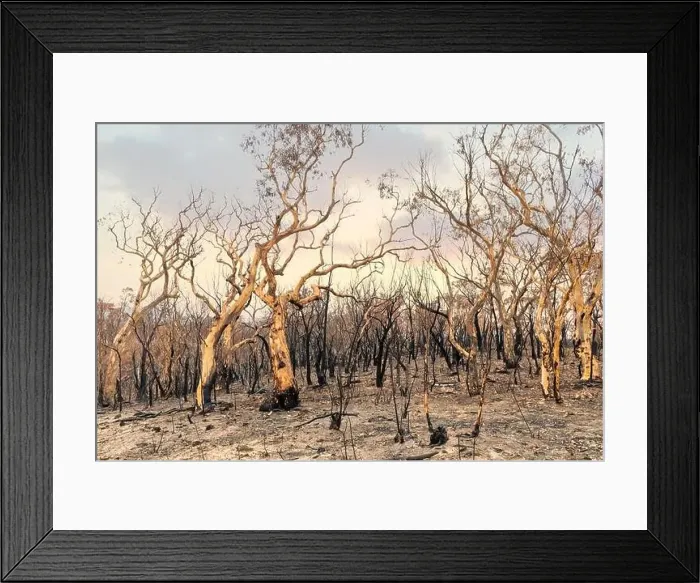 Framed Print : Severely burnt Eucalyptus trees with no leaves after a bushfire in The Blue Mountains
