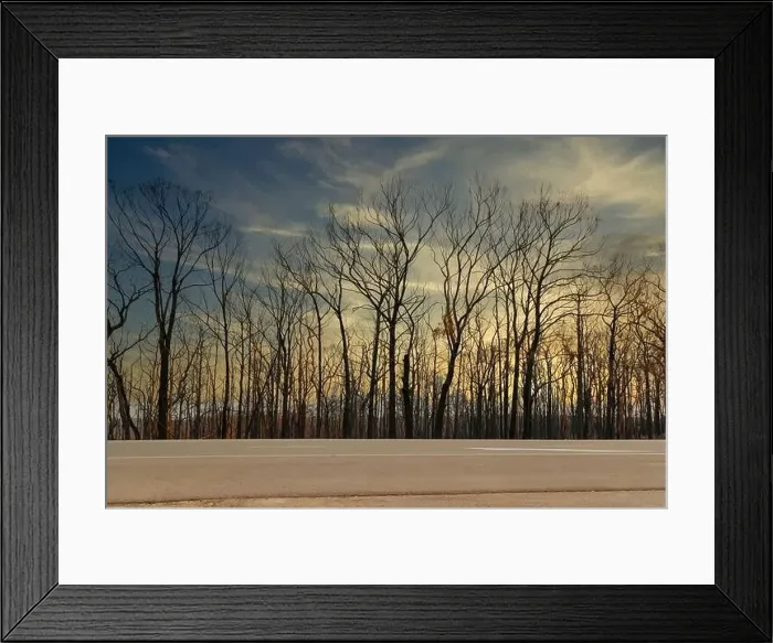 Framed Print : Severely burnt Eucalyptus trees with no leaves after a bushfire in The Blue Mountains Framed Print : Severely burnt Eucalyptus trees with no leaves after a bushfire in The Blue Mountains
