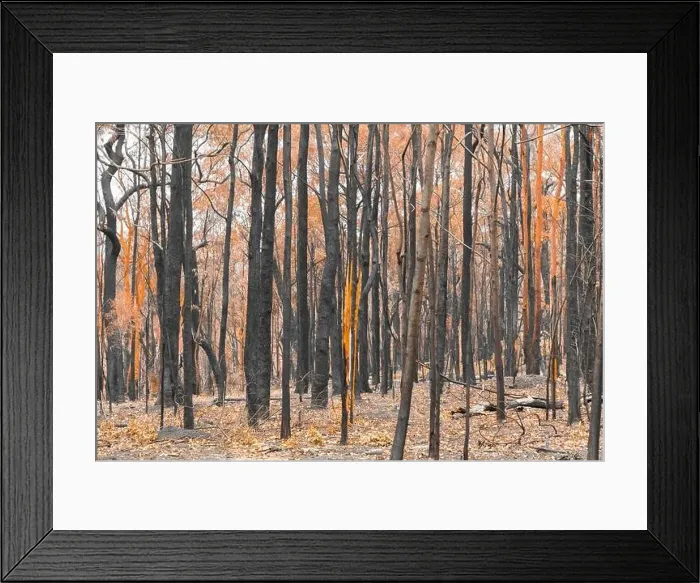 Framed Print : Severely burnt Eucalyptus trees with no leaves after a bushfire in The Blue Mountains Framed Print : Severely burnt Eucalyptus trees with no leaves after a bushfire in The Blue Mountains