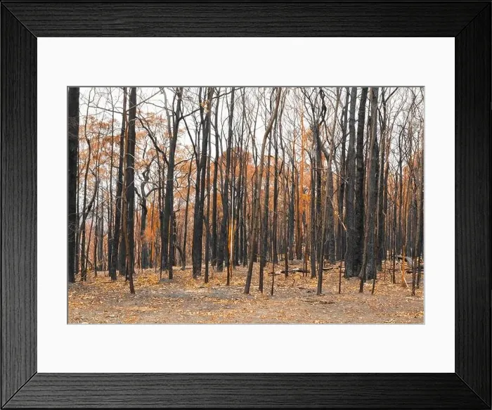 Framed Print : Severely burnt Eucalyptus trees with no leaves after a bushfire in The Blue Mountains Framed Print : Severely burnt Eucalyptus trees with no leaves after a bushfire in The Blue Mountains