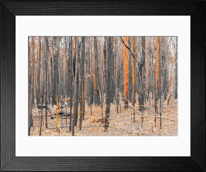 Framed Print : Severely burnt Eucalyptus trees with no leaves after a bushfire in The Blue Mountains Framed Print : Severely burnt Eucalyptus trees with no leaves after a bushfire in The Blue Mountains