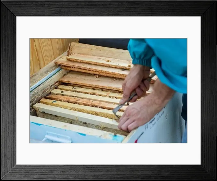 Framed Print : Beekeeper pushes frames with honey bees in hive, selective focus. Soft focus Framed Print : Beekeeper pushes frames with honey bees in hive, selective focus. Soft focus