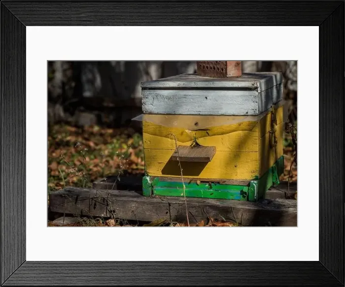 Framed Print : From beehive entrancebees creep out Framed Print : From beehive entrancebees creep out