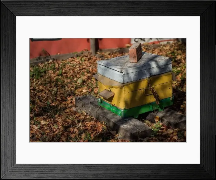 Framed Print : From beehive entrancebees creep out Framed Print : From beehive entrancebees creep out