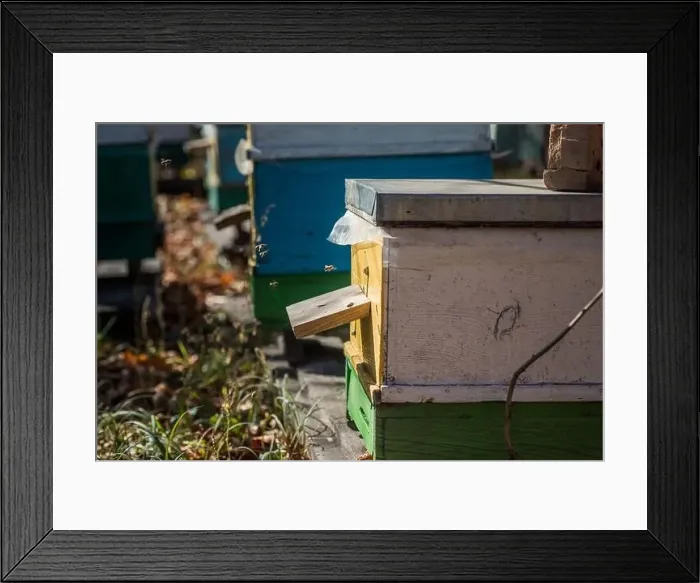Framed Print : From beehive entrancebees creep out Framed Print : From beehive entrancebees creep out