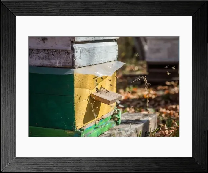 Framed Print : From beehive entrancebees creep out Framed Print : From beehive entrancebees creep out