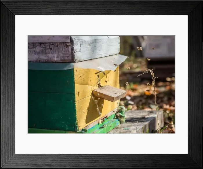 Framed Print : From beehive entrancebees creep out Framed Print : From beehive entrancebees creep out