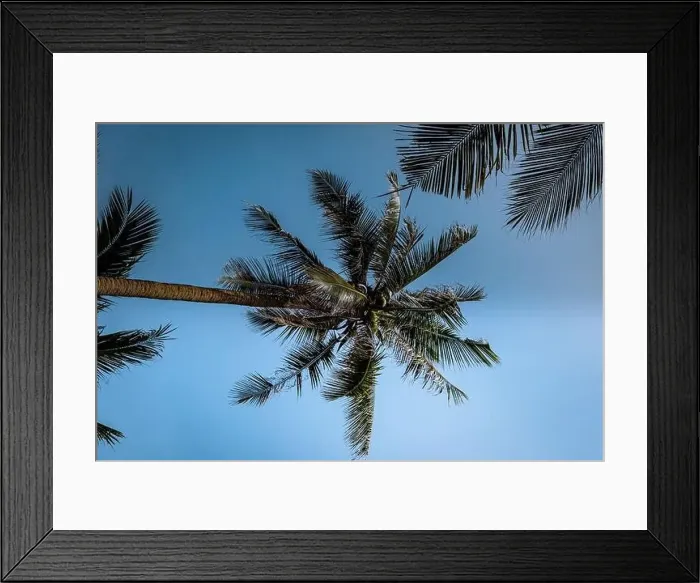 Framed Print : Thung Tako, Chumphon Thailand, palm trees from above at the southern part of Thaialnd Framed Print : Thung Tako, Chumphon Thailand, palm trees from above at the southern part of Thaialnd