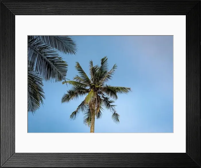 Framed Print : Thung Tako, Chumphon Thailand, palm trees from above at the southern part of Thaialnd Framed Print : Thung Tako, Chumphon Thailand, palm trees from above at the southern part of Thaialnd