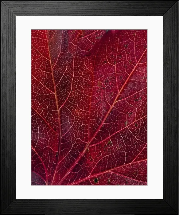 Framed Print : Macro close-up of leaf veins Framed Print : Macro close-up of leaf veins