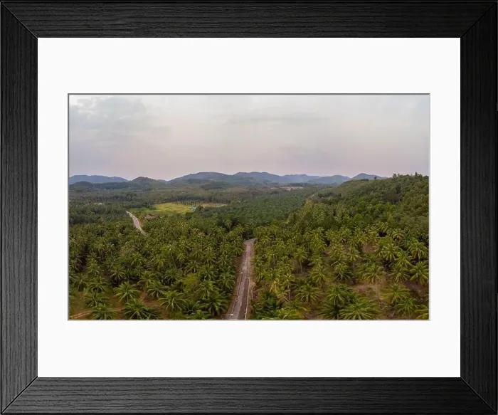 Framed Print : Thung Tako, Chumphon Thailand, palm trees from above at the southern part of Thaialnd, drone aerial view palm tree Framed Print : Thung Tako, Chumphon Thailand, palm trees from above at the southern part of Thaialnd, drone aerial view palm tree