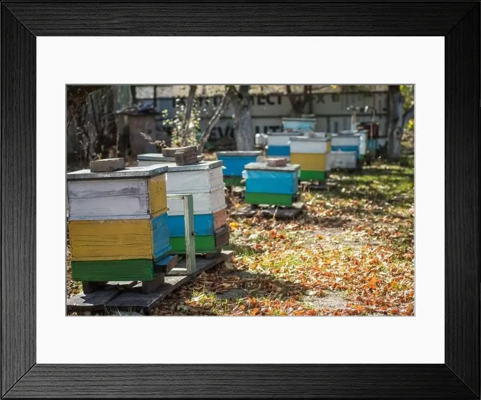 Framed Print : From beehive entrancebees creep out Framed Print : From beehive entrancebees creep out
