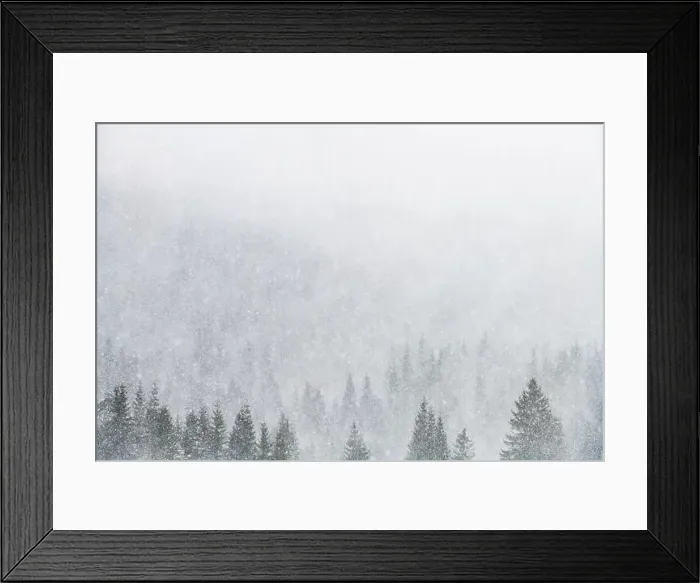 Framed Print : Snowstorm in winter mountains. Snowy spruce and pine forest. Landscape photography Framed Print : Snowstorm in winter mountains. Snowy spruce and pine forest. Landscape photography