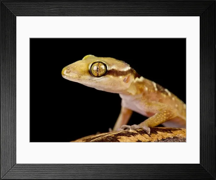 Framed Print : Banded leaf-toed gecko (Hemidactylus fasciatus) Framed Print : Banded leaf-toed gecko (Hemidactylus fasciatus)