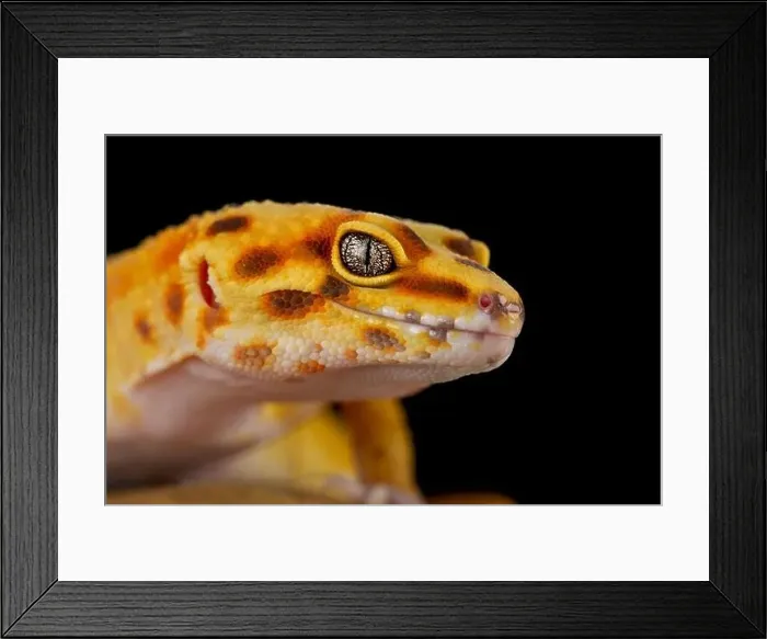 Framed Print : Leopard gecko (Eublepharis macularius) Framed Print : Leopard gecko (Eublepharis macularius)