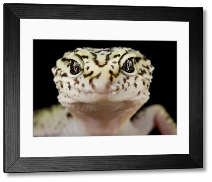Framed Print : Iranian fat tailed gecko (Eublepharis angramainyu) Framed Print : Iranian fat tailed gecko (Eublepharis angramainyu)