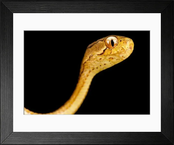 Framed Print : Keeled-slug eating snake (Pareas carinatus) Framed Print : Keeled-slug eating snake (Pareas carinatus)
