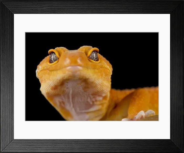 Framed Print : Leopard gecko (Eublepharis macularius) Framed Print : Leopard gecko (Eublepharis macularius)