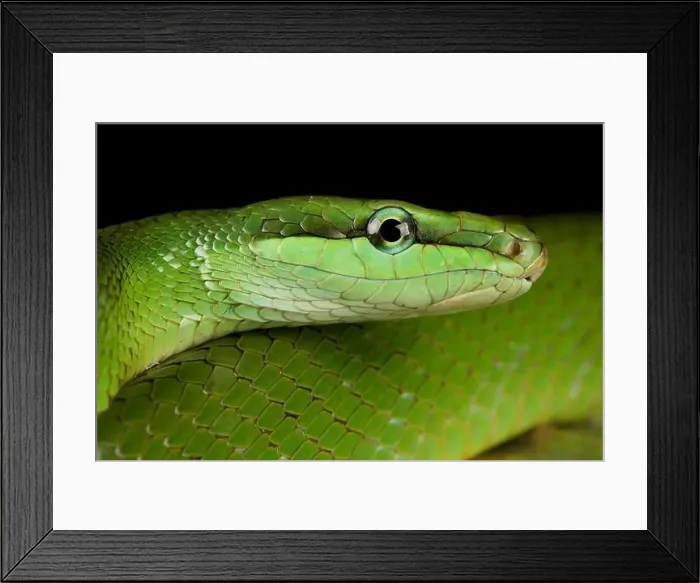 Framed Print : Red-tailed green Ratsnakes (Gonyosoma oycephalum) Framed Print : Red-tailed green Ratsnakes (Gonyosoma oycephalum)