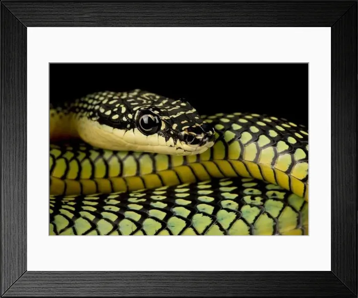 Framed Print : Golden flying snake (Chrysopelea ornata) Framed Print : Golden flying snake (Chrysopelea ornata)