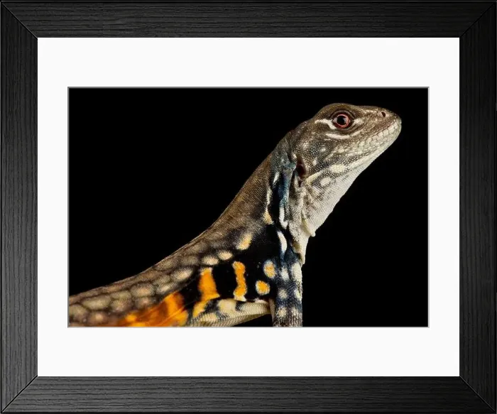 Framed Print : Butterfly lizard (Leiolepis belliana) Framed Print : Butterfly lizard (Leiolepis belliana)