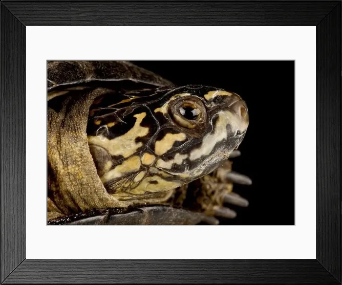 Framed Print : Okavanga mud turtle (Pelusios bechuanicus) Framed Print : Okavanga mud turtle (Pelusios bechuanicus)