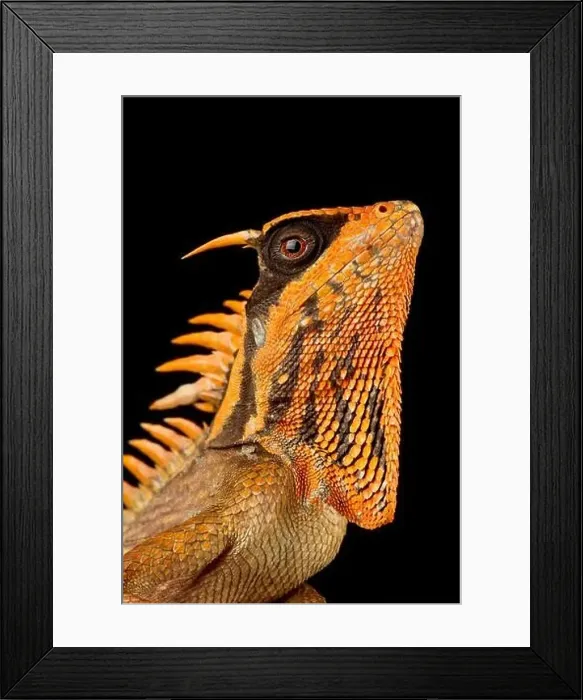 Framed Print : Natalia's horned lizard (Acanthosaura nataliae) Framed Print : Natalia's horned lizard (Acanthosaura nataliae)